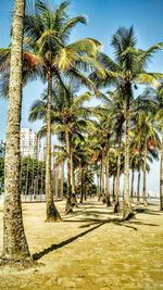 Palm trees against blue sky