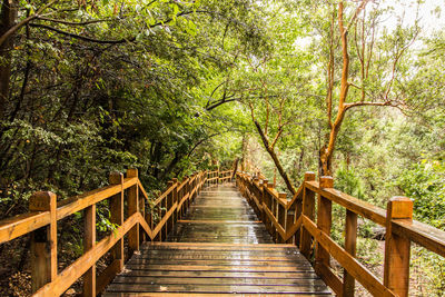 Footbridge in forest