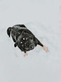 Black dog on snow covered field