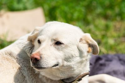 Close-up of a dog looking away