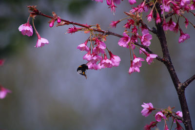 Pink cherry blossoms in spring and bumblebees 