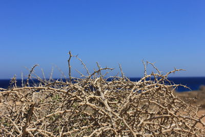 Close-up of plants against clear blue sky