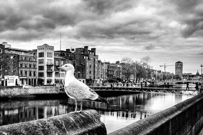 Close-up of bird perching on river in city against sky
