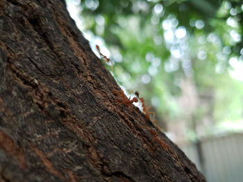 Close-up of insect on tree trunk