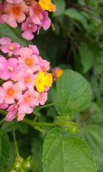Close-up of honey bee pollinating on fresh flower