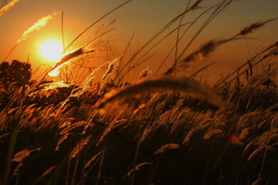 Close-up of plants growing on field at sunset