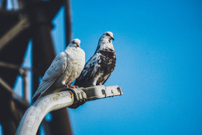 Low angle view of birds perching on metal against blue sky