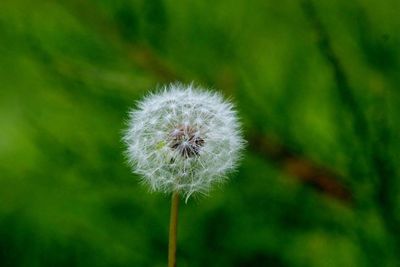 dandelion