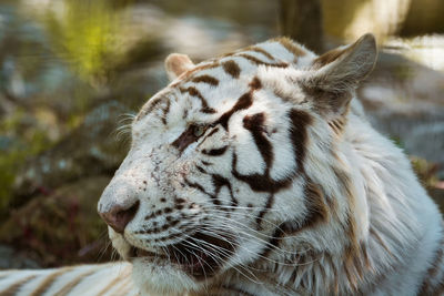 Close-up of a relaxed tiger