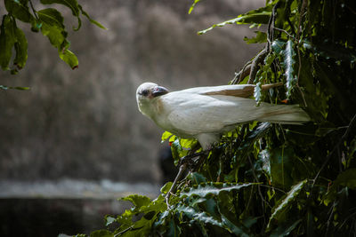 A rare white crow