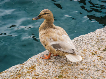 High angle view of duck