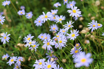 Close-up of white flowering plants on field