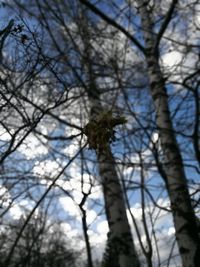 Low angle view of bare tree against sky