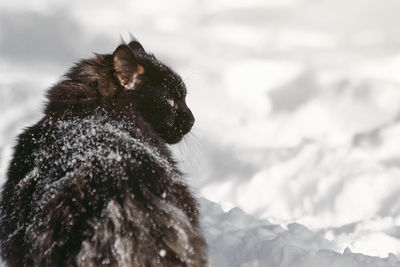 Close-up of cat resting on snow covered land