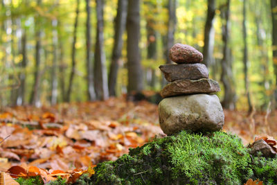 Close-up of tree trunk in forest