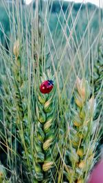 Close-up of ladybug on plant