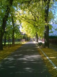 Street amidst trees in city against sky