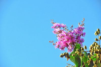 Low angle view of pink flowers against clear blue sky