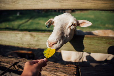 Close-up of hand feeding leaf to goat