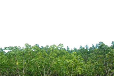 Low angle view of trees against clear sky