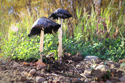 Close-up of mushroom growing on field