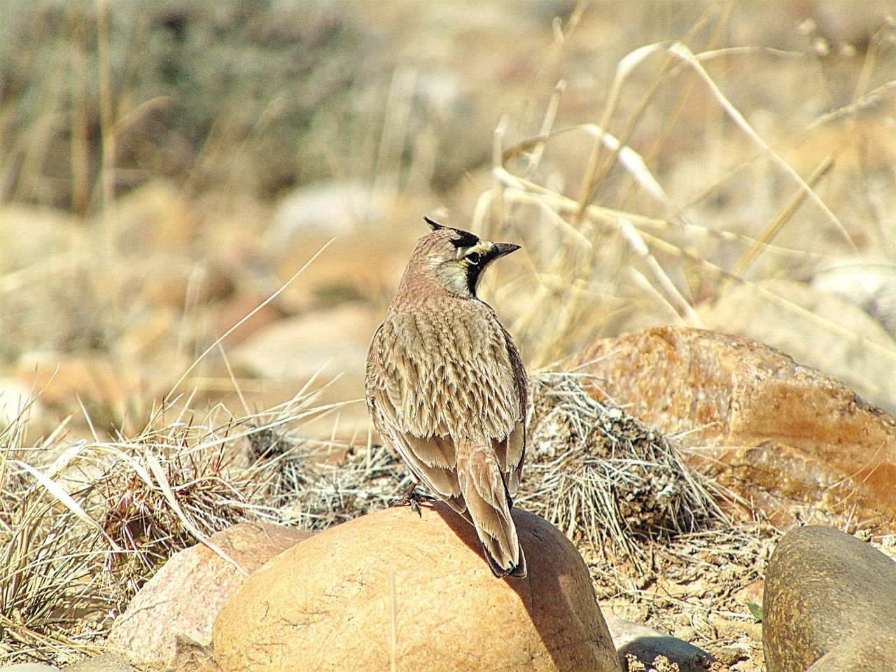 Horned Lark