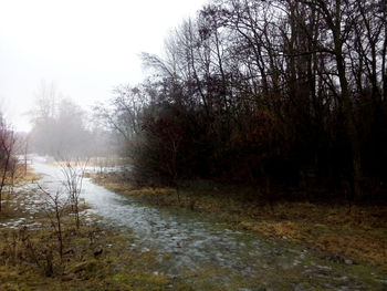 Reflection of bare trees in water