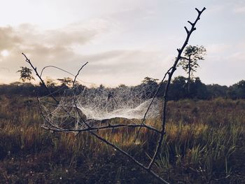 Bare tree on field against sky