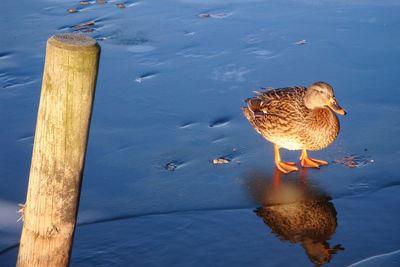 High angle view of bird on wooden post in lake