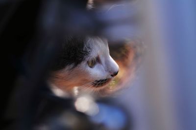 Close-up of cat looking away