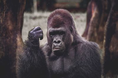 Close-up of gorilla at zoo