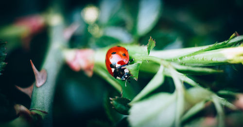 Close-up of ladybug on leaf