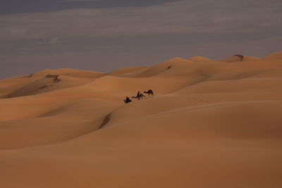Scenic view of desert with camels against sky