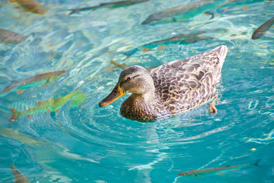 Duck swimming in lake