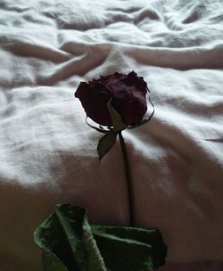 Close-up of flower plant