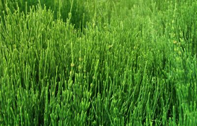 Full frame shot of fresh green field