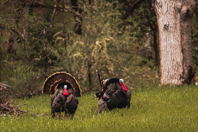 Two wild turkey toms on green grass field in autumn season in forest. 