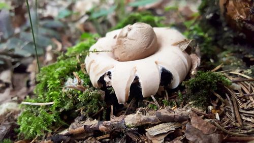 Close-up of mushrooms