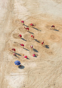 Aerial view of camels herd in desert