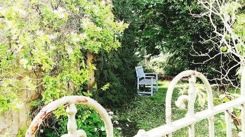 Plants growing on a tree
