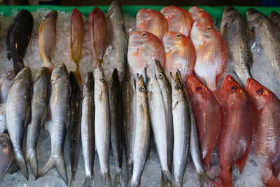 Fish for sale in market