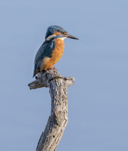 Low angle view of bird perching on wooden post against sky