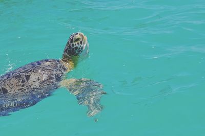 High angle view of turtle in sea