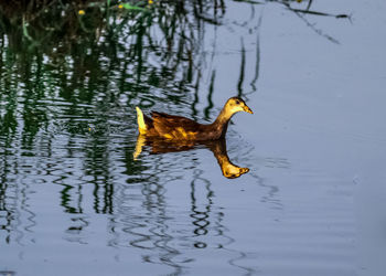 Duck swimming in a lake