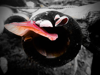 Close-up of turtle in water