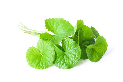 Close-up of fresh green plant against white background