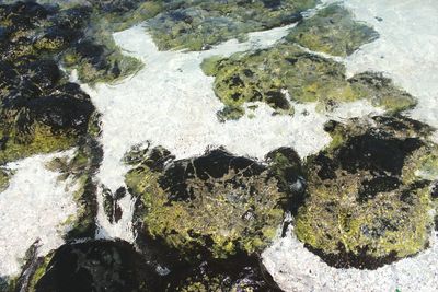 Plants growing on rocks