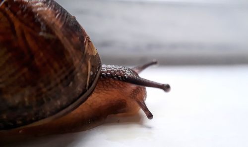 Close-up of snail