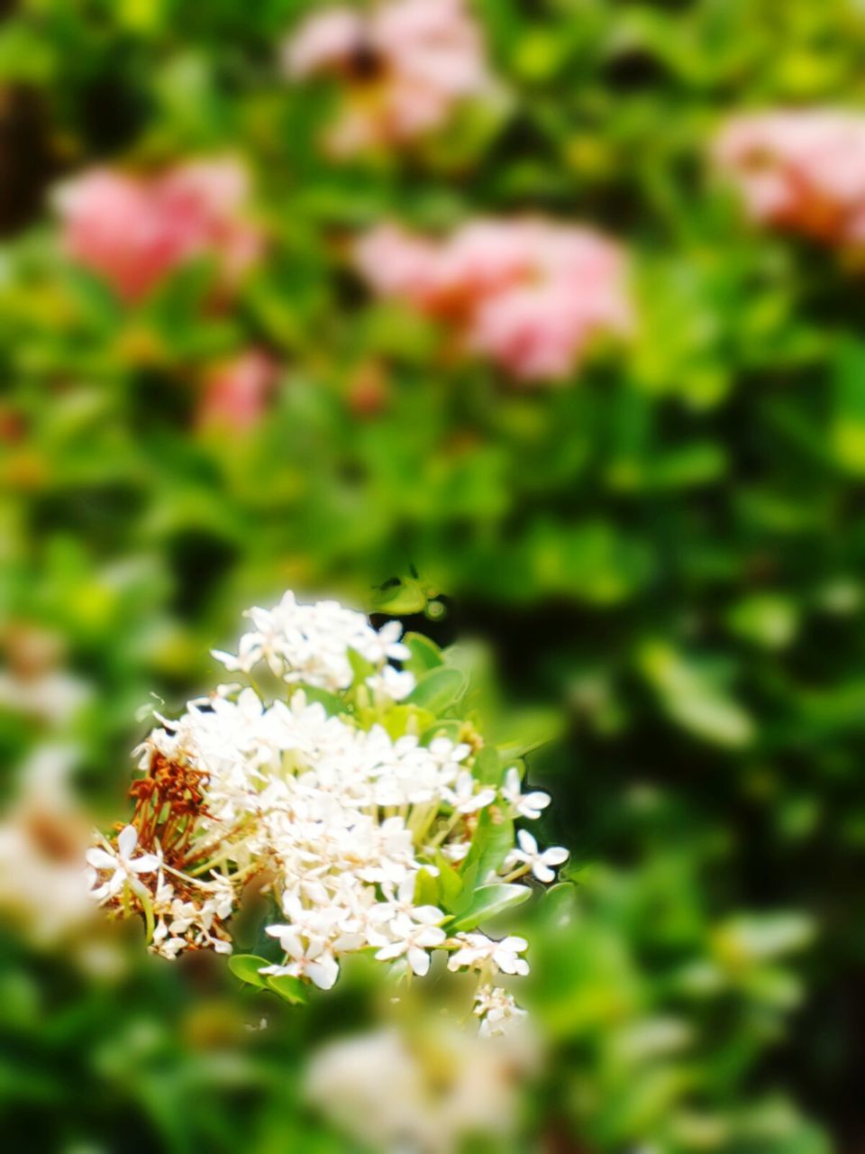 flower, freshness, fragility, petal, white color, growth, focus on foreground, flower head, beauty in nature, blooming, nature, close-up, plant, in bloom, blossom, selective focus, day, outdoors, no people, pollen, white, botany, stamen