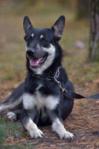 Portrait of black dog sitting outdoors